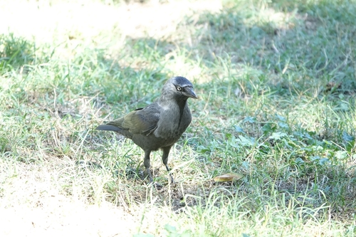 Eurasian Jackdaw