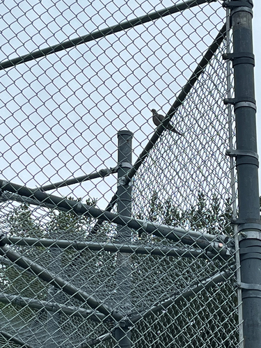 Mourning Dove
