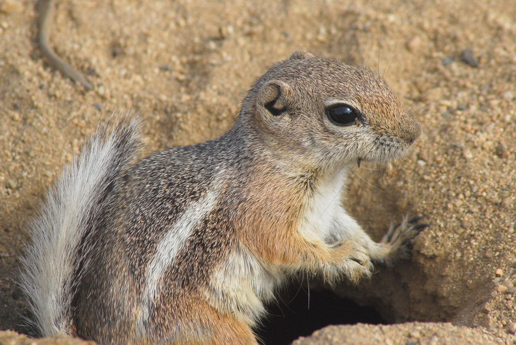 White-tailed Antelope Squirrel (Squirrels & Chipmunks of the US ...