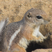White-tailed Antelope Squirrel - Photo (c) Christian Schwarz, some rights reserved (CC BY-NC), uploaded by Christian Schwarz