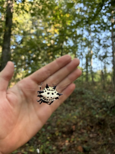 Spinybacked Orbweaver