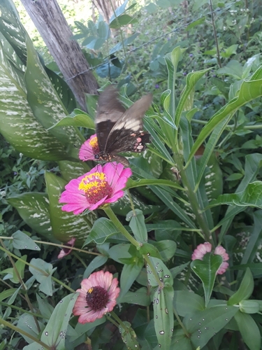 Photo of Ruby-spotted Swallowtail (Heraclides anchisiades)