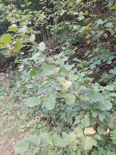 common hazel