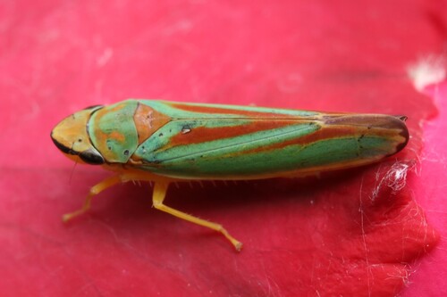 Rhododendron Leafhopper