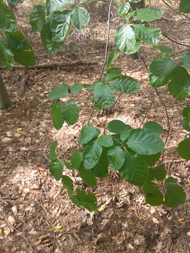 European beech
