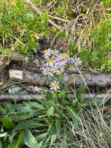 Sea Aster