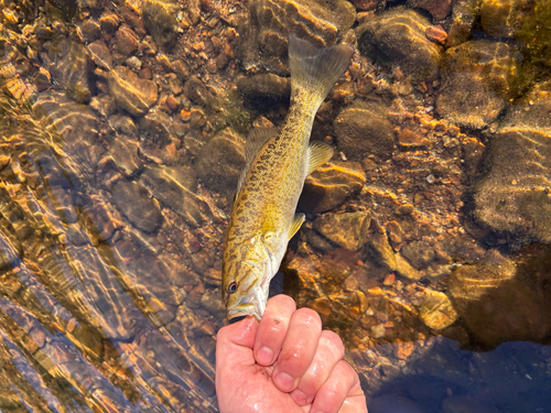 Smallmouth Bass