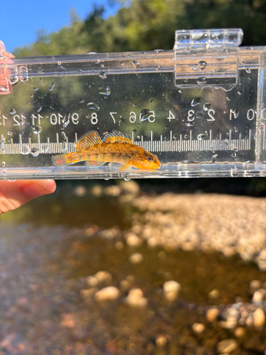 Rainbow Darter
