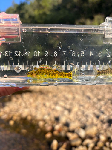 Banded Darter