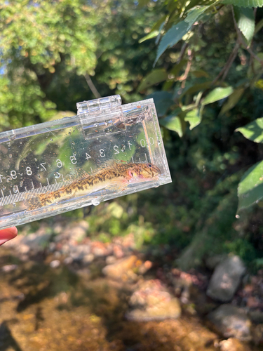 Greenside Darter