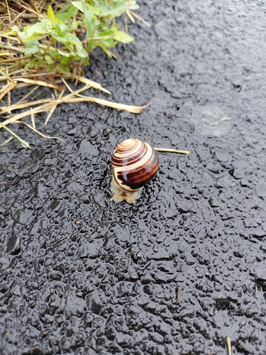 Brown-lipped Snail