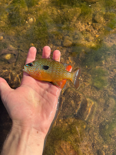 Longear Sunfish