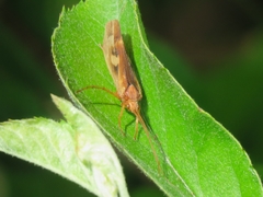 Limnephilus rhombicus