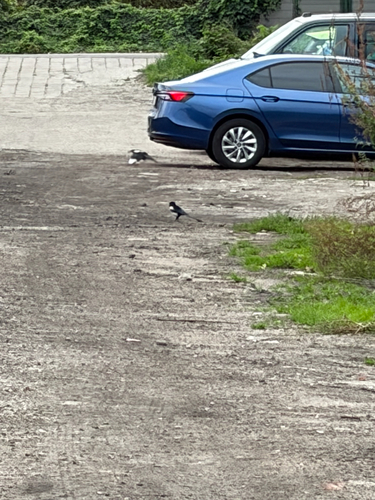 Eurasian Magpie