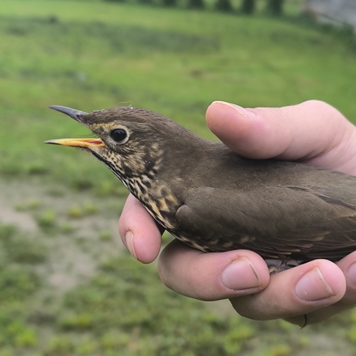 Song Thrush