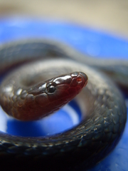 Peters' Earth Snake photo 3
