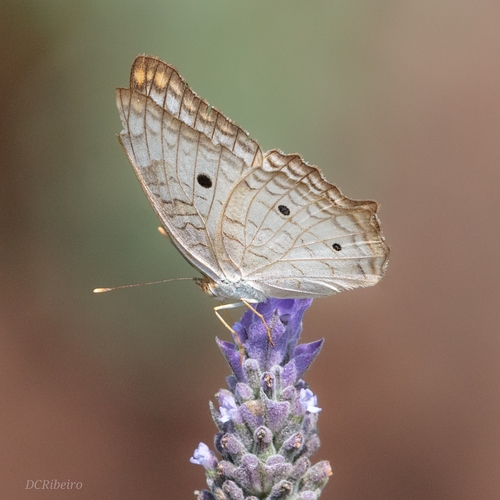 White Peacock