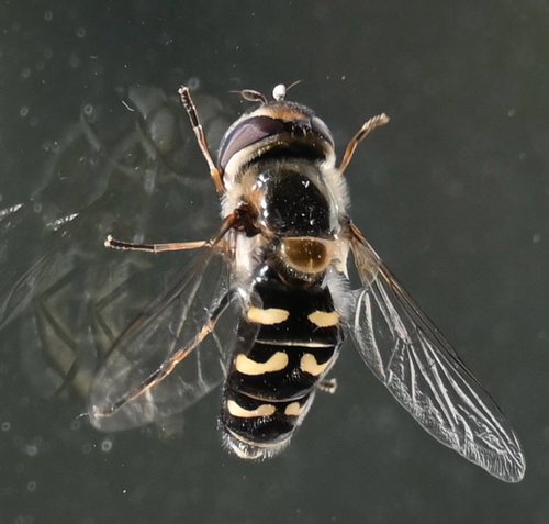 White-bowed Smoothwing