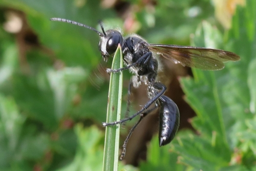 Mexican Grass-carrying Wasp