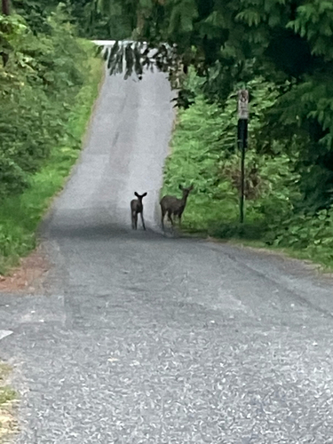 Mule Deer