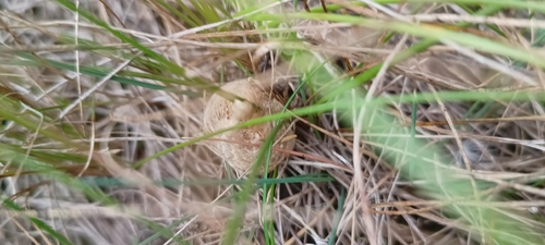European Mantis