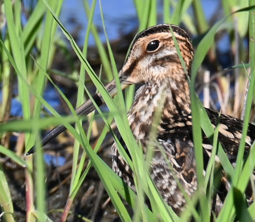 Wilson's Snipe