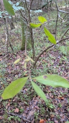 Rhododendron canescens