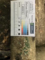 Trichoderma stilbohypoxyli
