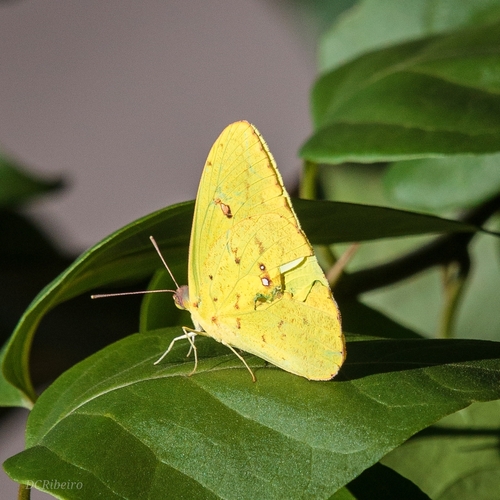 Cloudless Sulphur