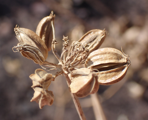 Tauschia arguta observed 2026-09-19