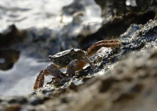 Marbled Crab