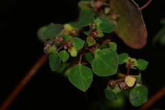 Euphorbia adiantoides