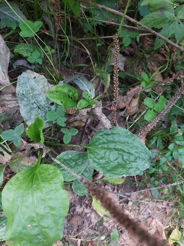 greater plantain