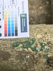 Trichoderma stilbohypoxyli