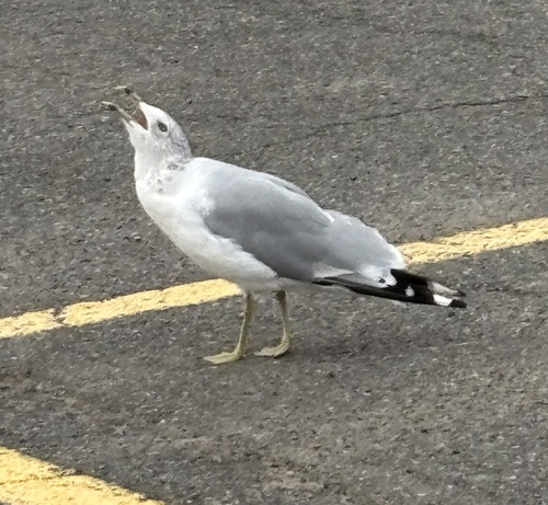 Ring-billed Gull