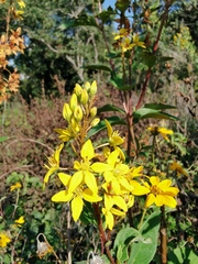 Galphimia multicaulis