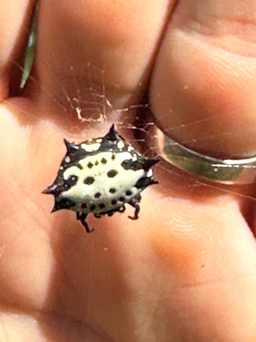 Spinybacked Orbweaver