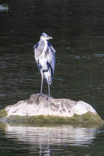 Grey Heron