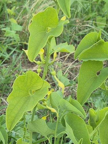 Birthwort