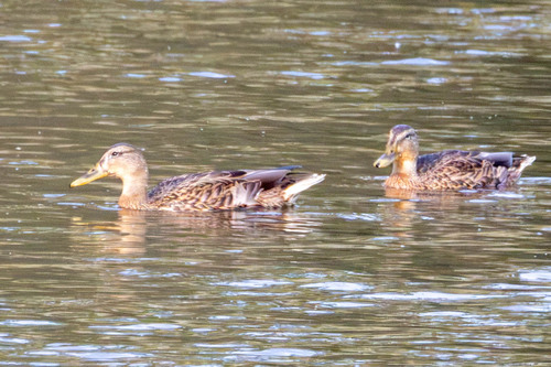Mallard