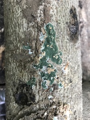 Trichoderma stilbohypoxyli