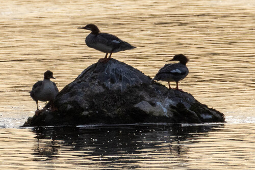 Common Merganser