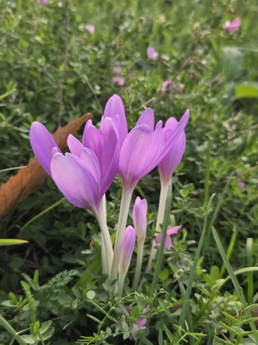Autumn Crocus