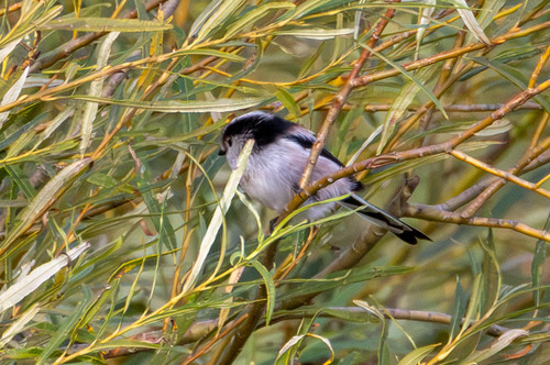 Long-tailed Tit