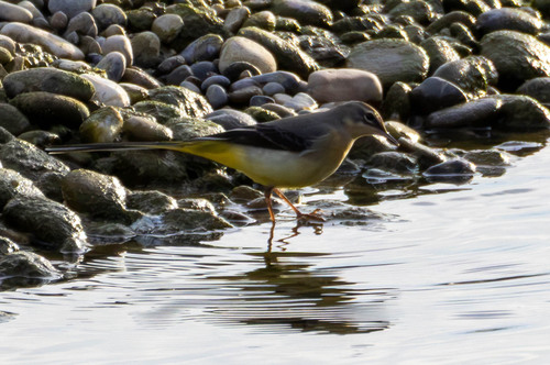 Grey Wagtail
