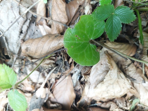 Asarabacca