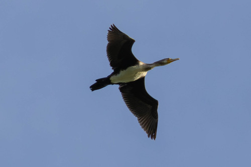 Great Cormorant