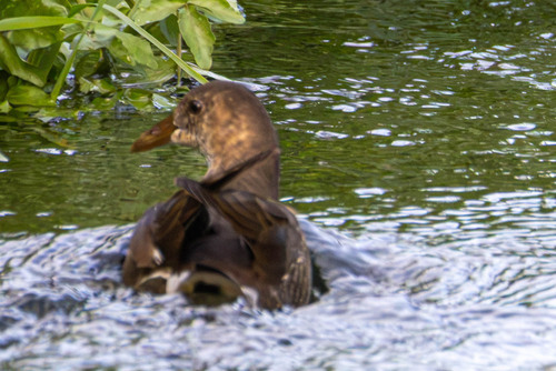Eurasian Moorhen