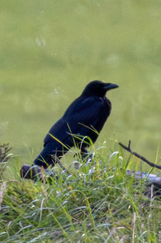 Carrion Crow