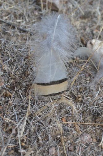 Plume de Perdrix choukar